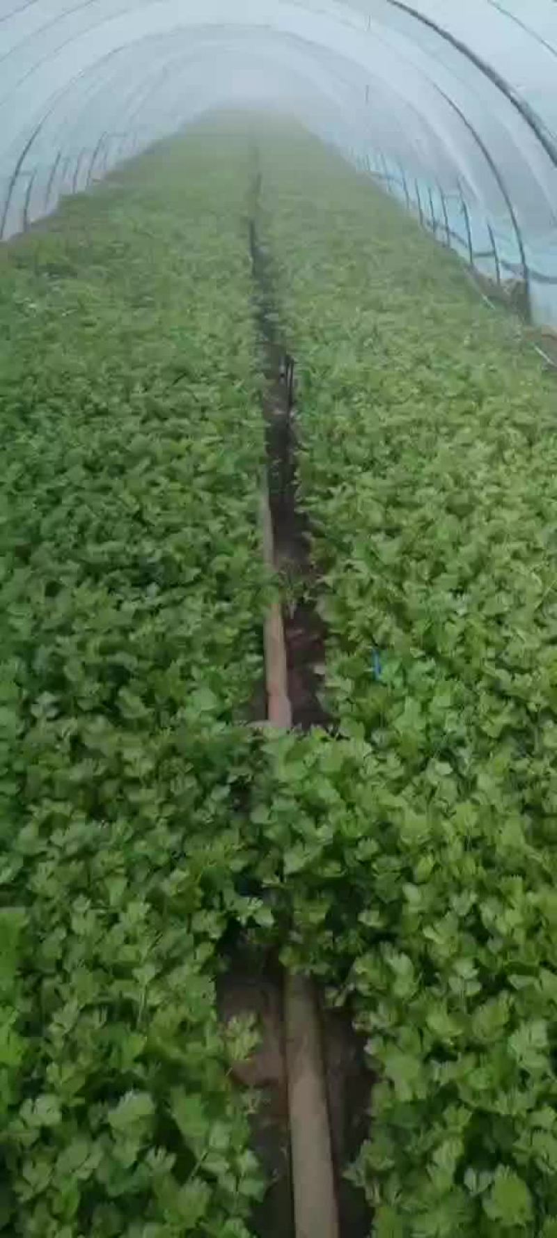 怀远县芹菜