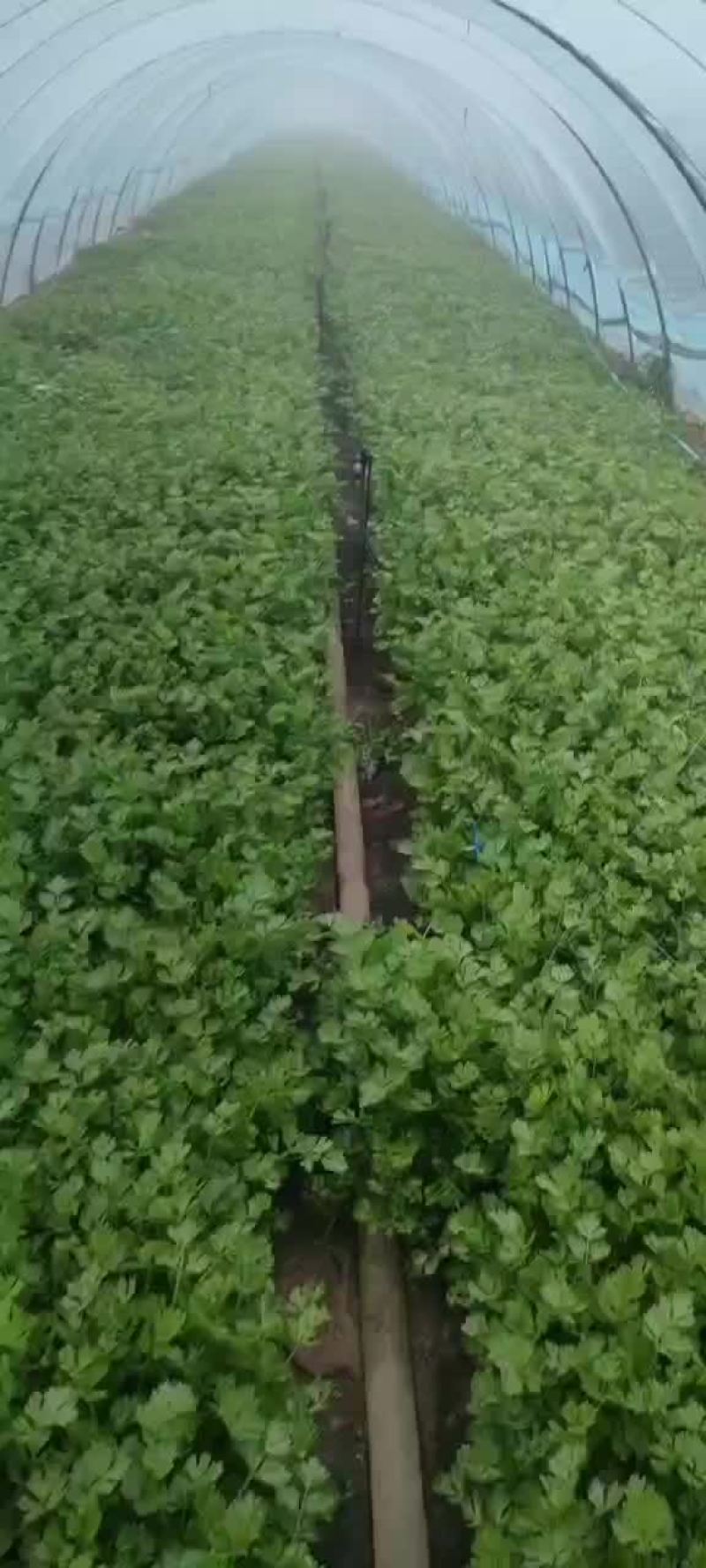 怀远县芹菜