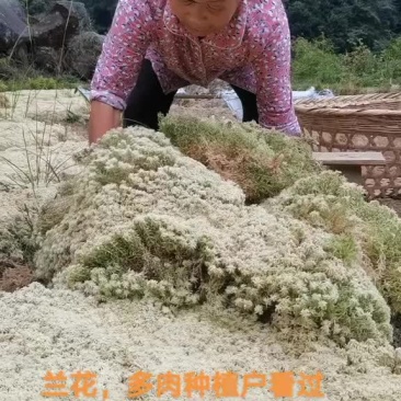 贵州水苔