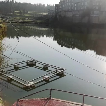 云南草鱼