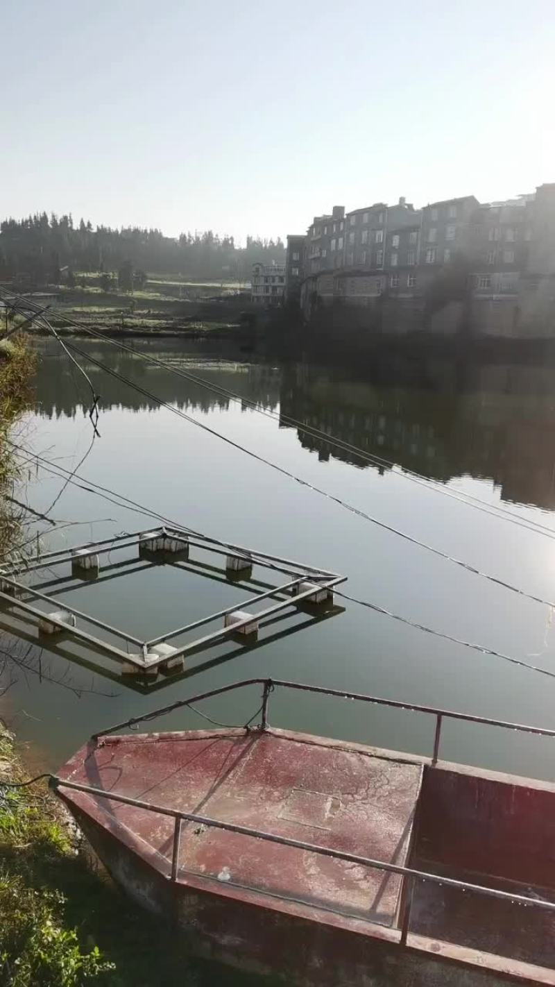 云南草鱼