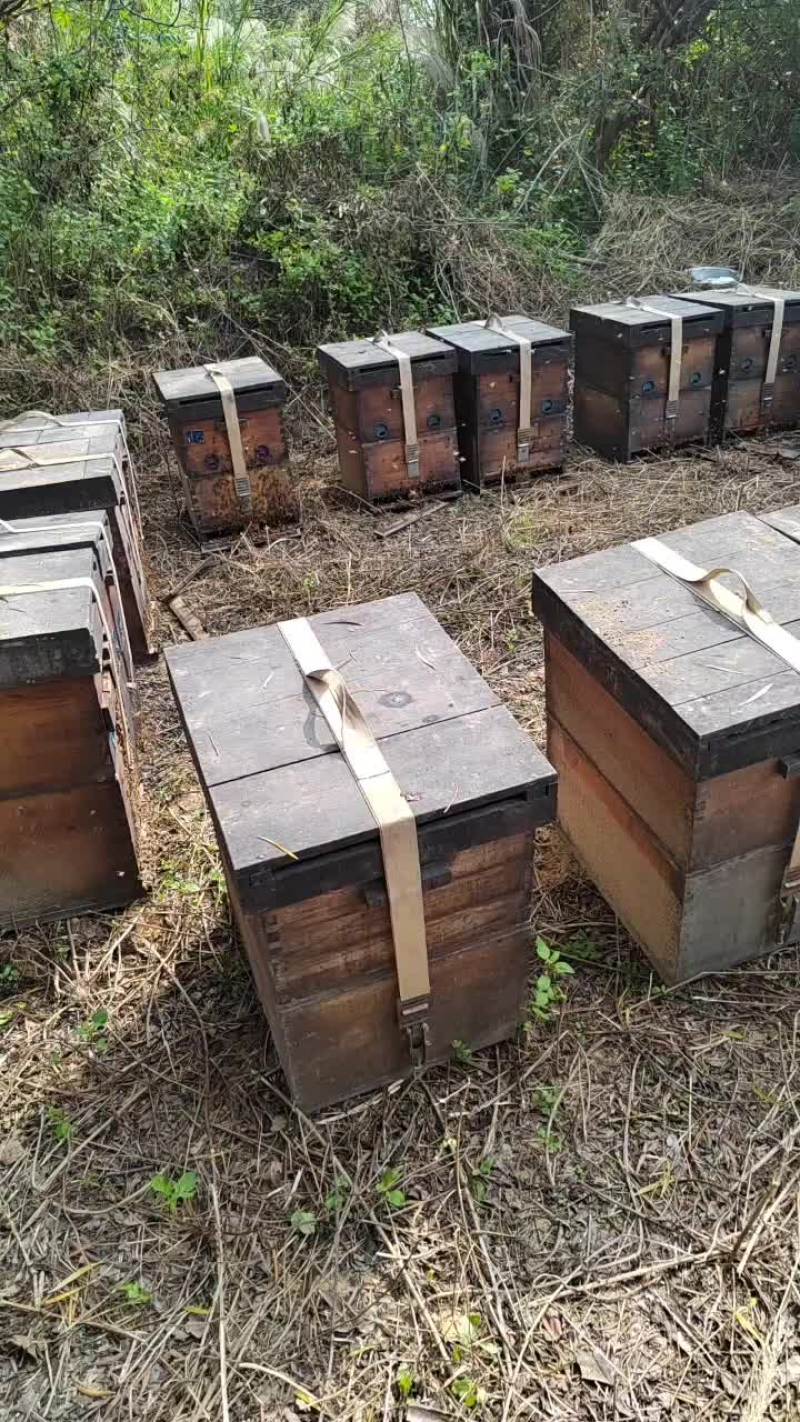 出售蜂蜜，大批出售，各位老板收蜂蜜请联系