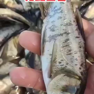花鲢苗水产鱼苗