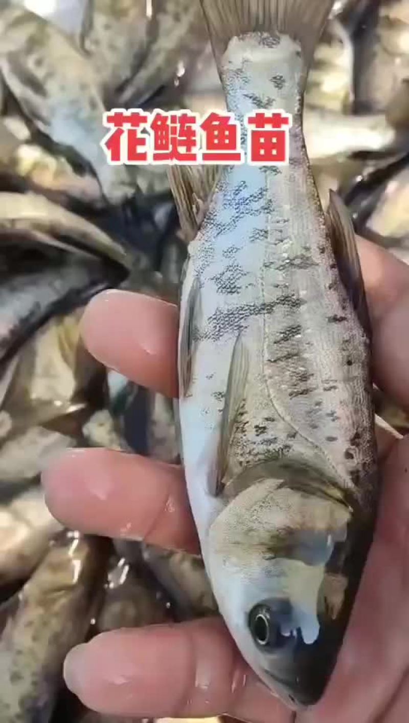 花鲢苗水产鱼苗