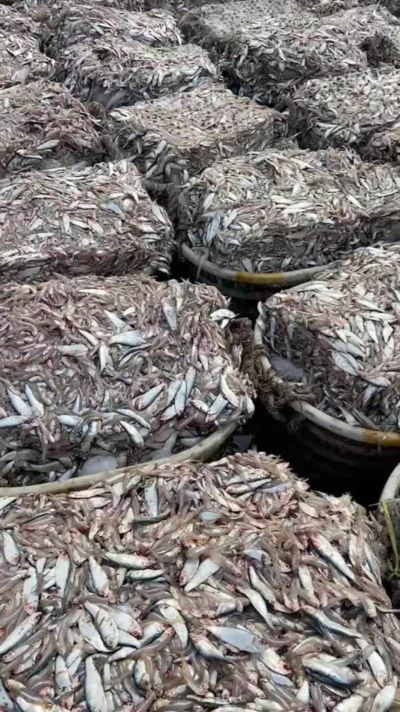 海杂鱼青皮➕江鱼杂饲料鱼净重15斤