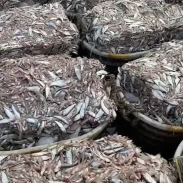 海杂鱼青皮➕江鱼杂饲料鱼净重15斤
