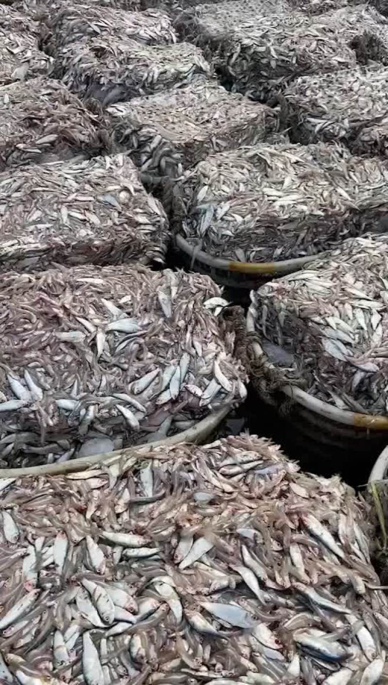 海杂鱼青皮➕江鱼杂饲料鱼净重15斤