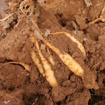脱毒三号地黄种