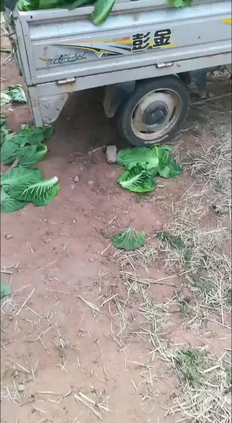山东省泗水县大棚甘蓝上市中:欢迎需要的老板了联系