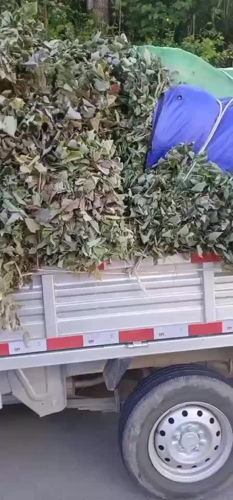 高山淫羊藿