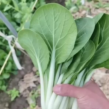 安徽精品小白菜黑叶白产地直销量大从优可视频看货