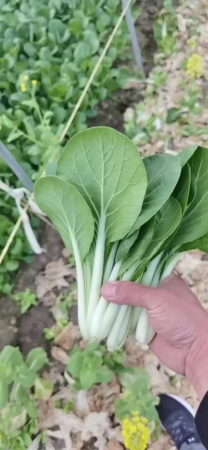 安徽精品小白菜黑叶白产地直销量大从优可视频看货