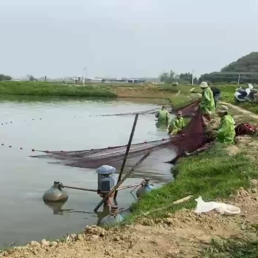 湛江南美白对虾