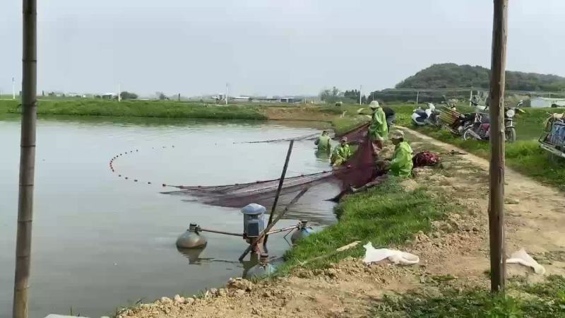 湛江南美白对虾