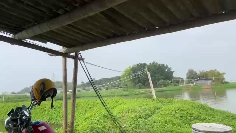 湛江南美白对虾