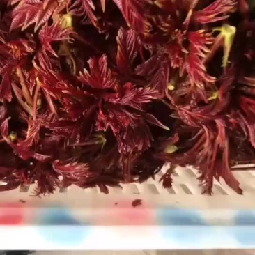 大地红油香椿