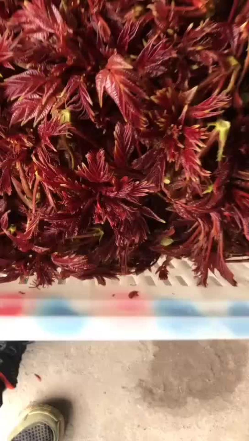 大地红油香椿