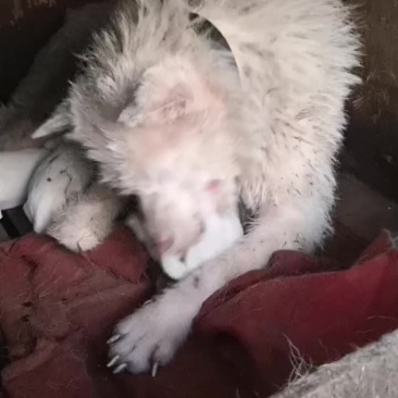 中毛下司犬，品相好喜欢的来秒！公狗都有