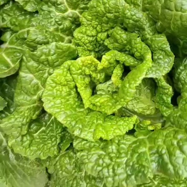 青明菜，麻叶菜