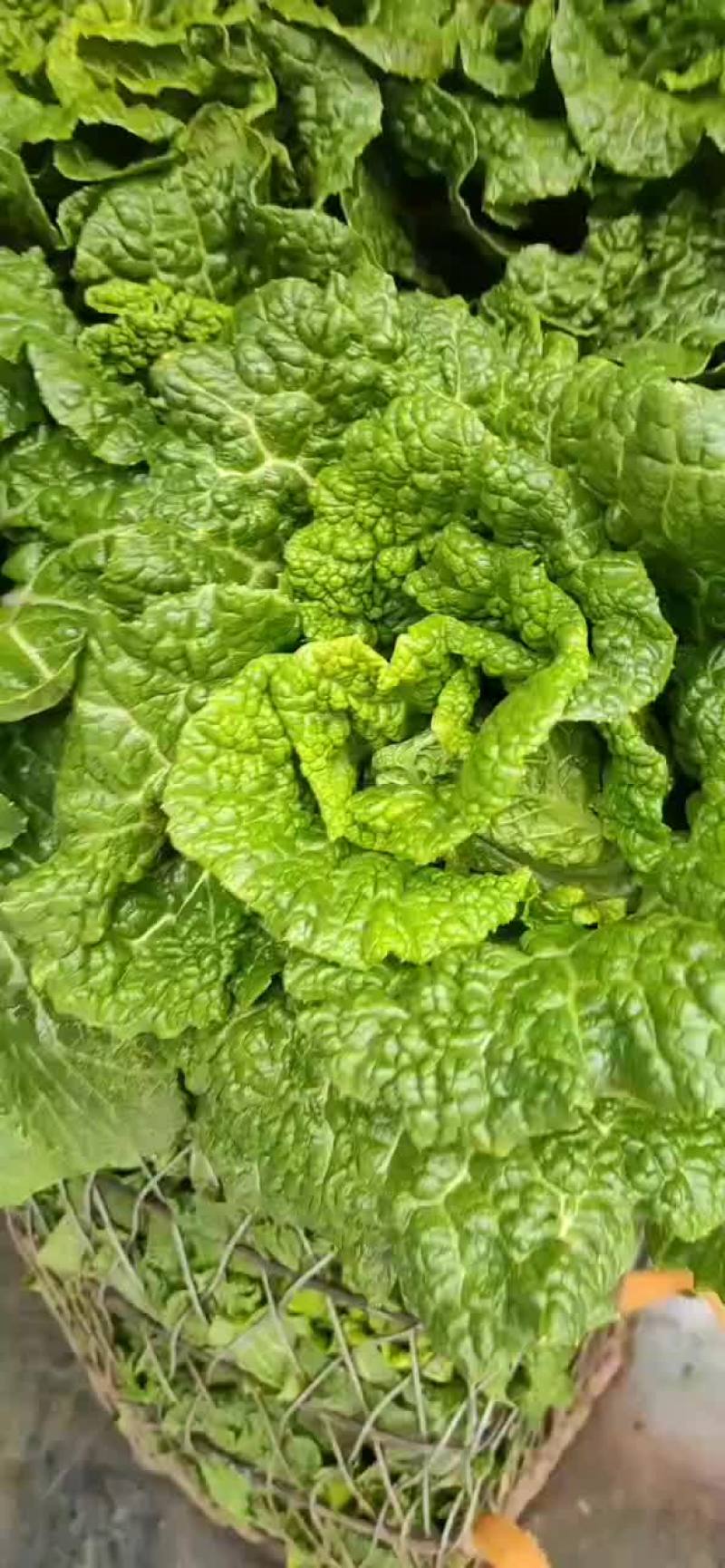 青明菜，麻叶菜