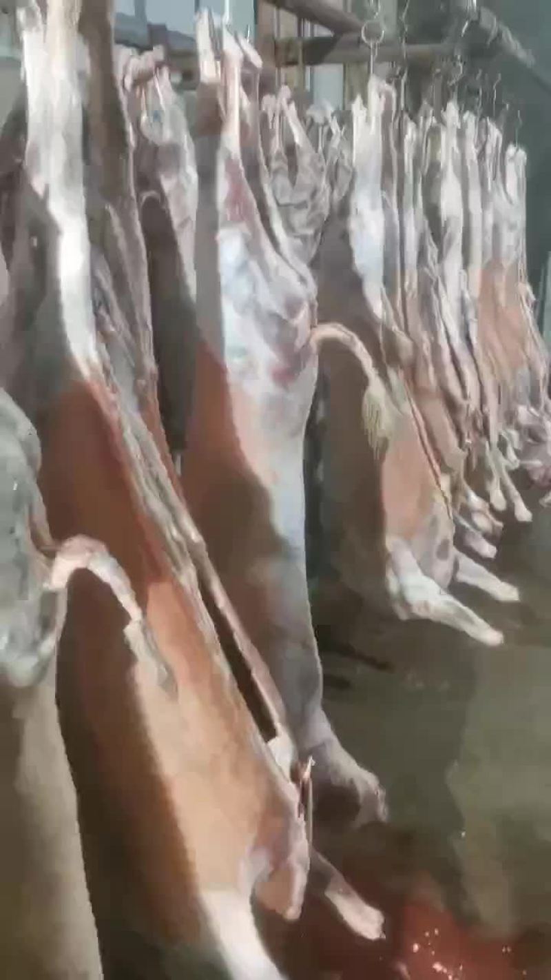 羊白条，鲜羊肉，纯干无水。全国配送，需要的联系