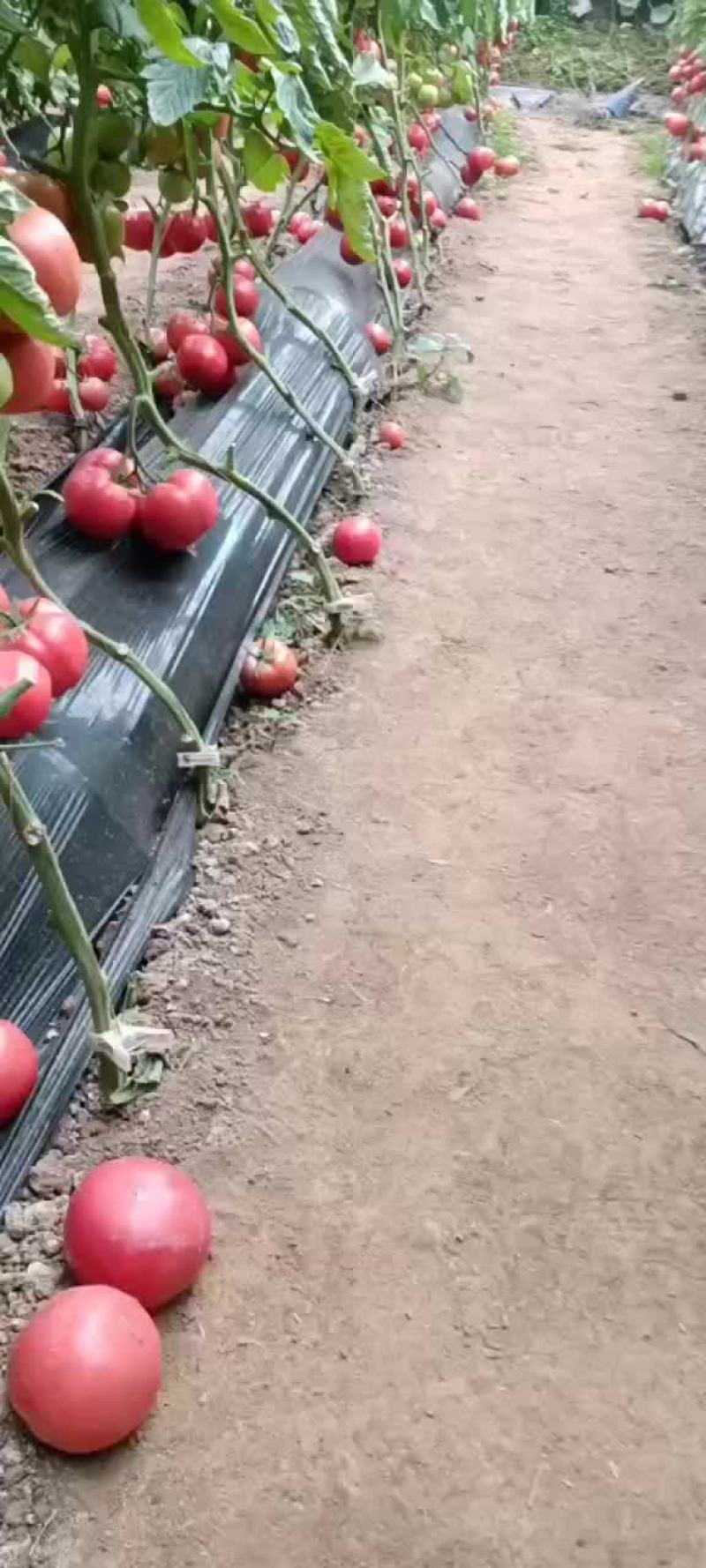 西红柿