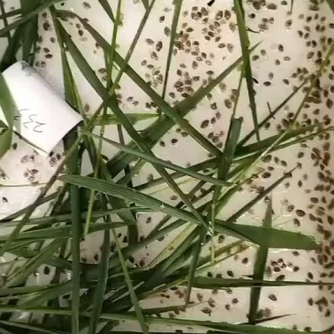 青蟹苗
