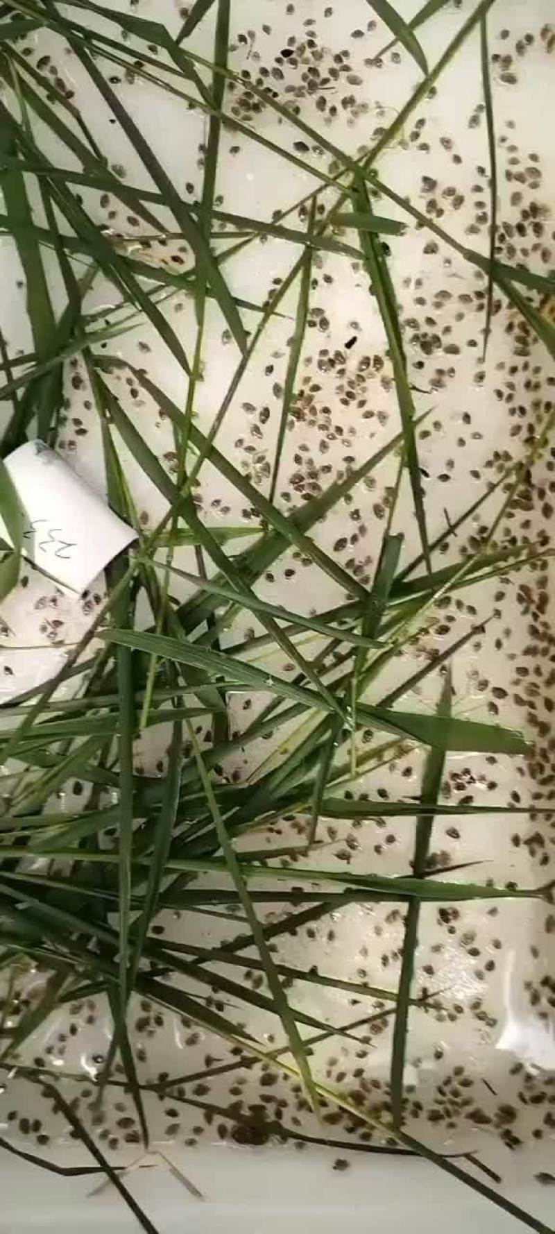 青蟹苗