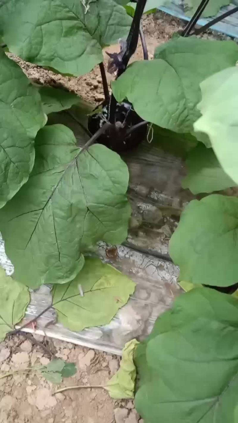欢迎高端客户前来选购