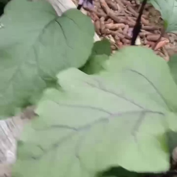 欢迎高端客户前来选购