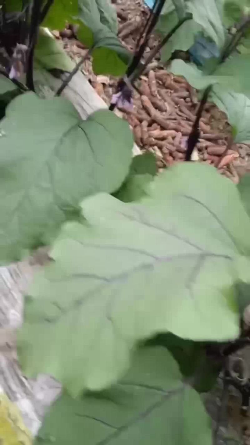 欢迎高端客户前来选购