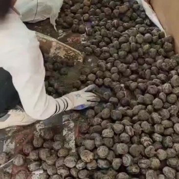 马蹄