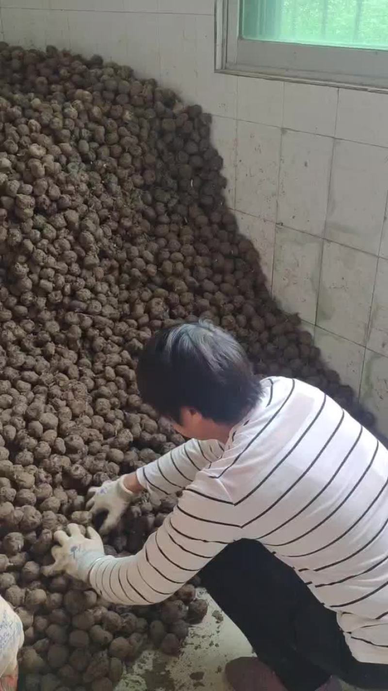 马蹄