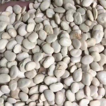 进口小号白云豆