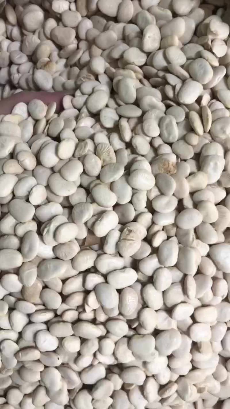 进口小号白云豆