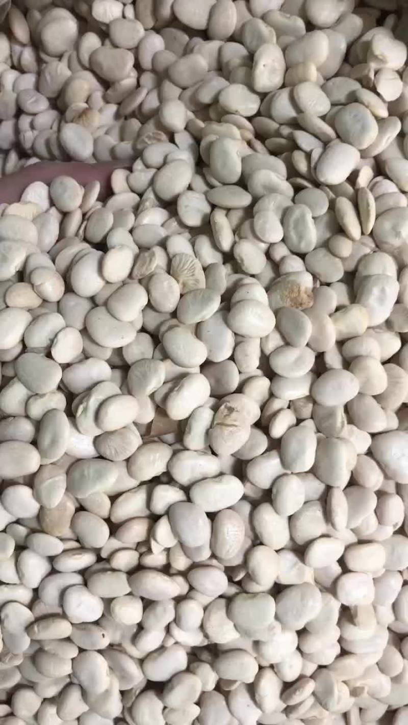 进口小号白云豆