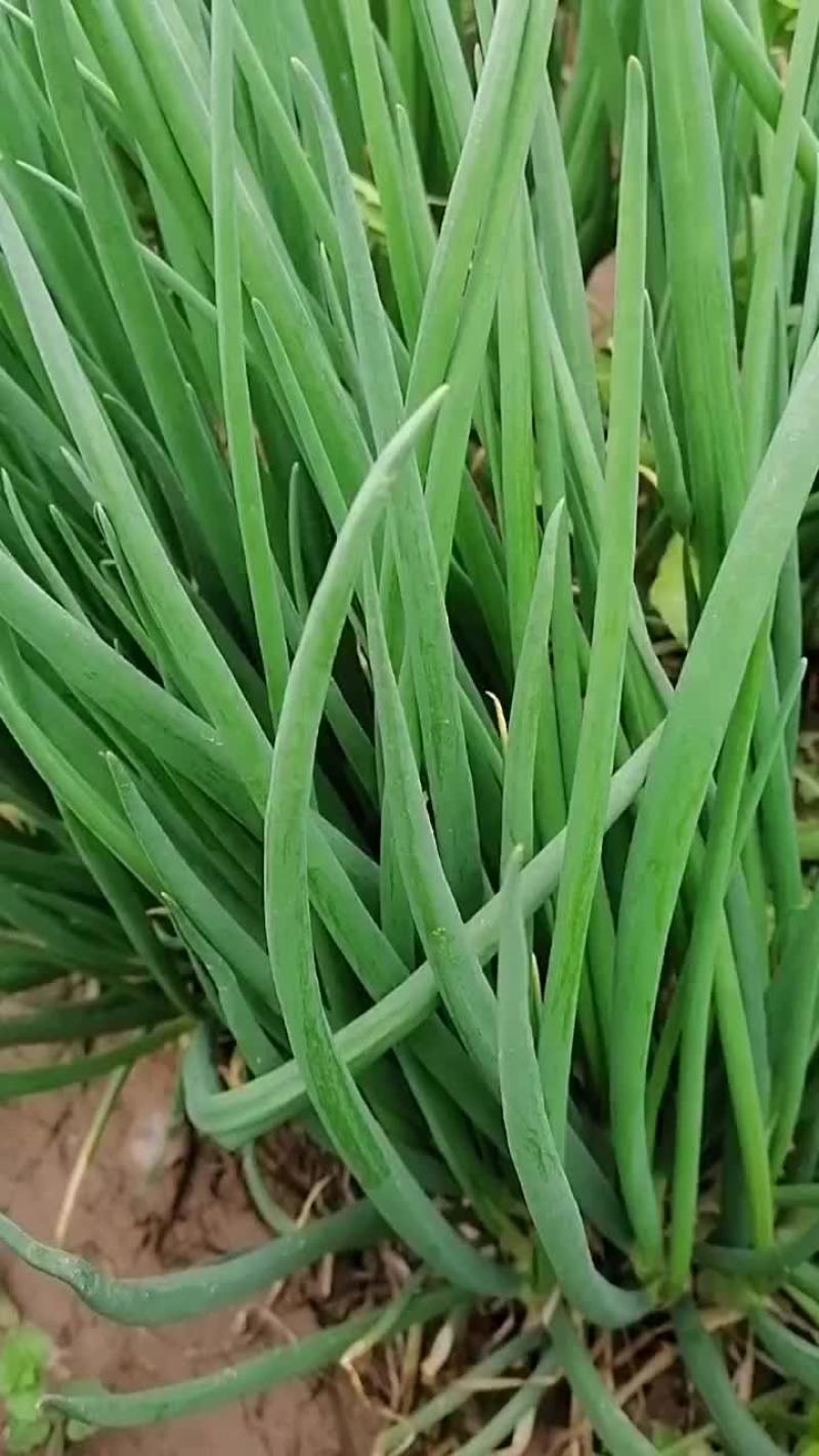 香葱大量上市，需要的老板联系