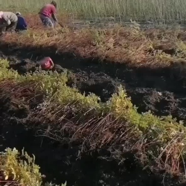 四季玫瑰