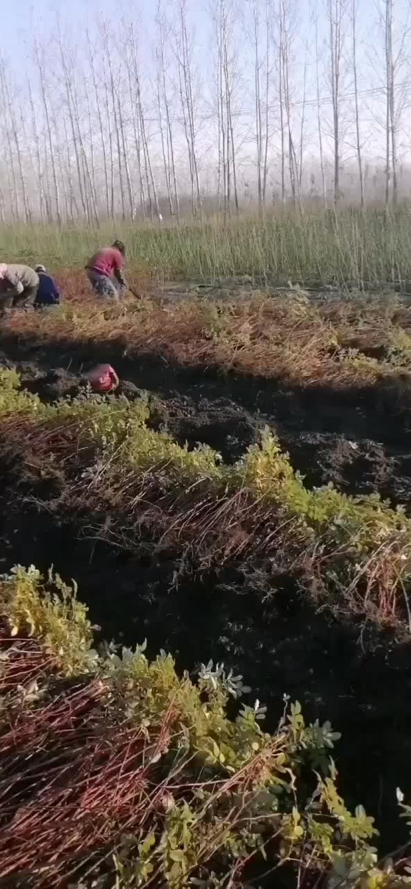 四季玫瑰