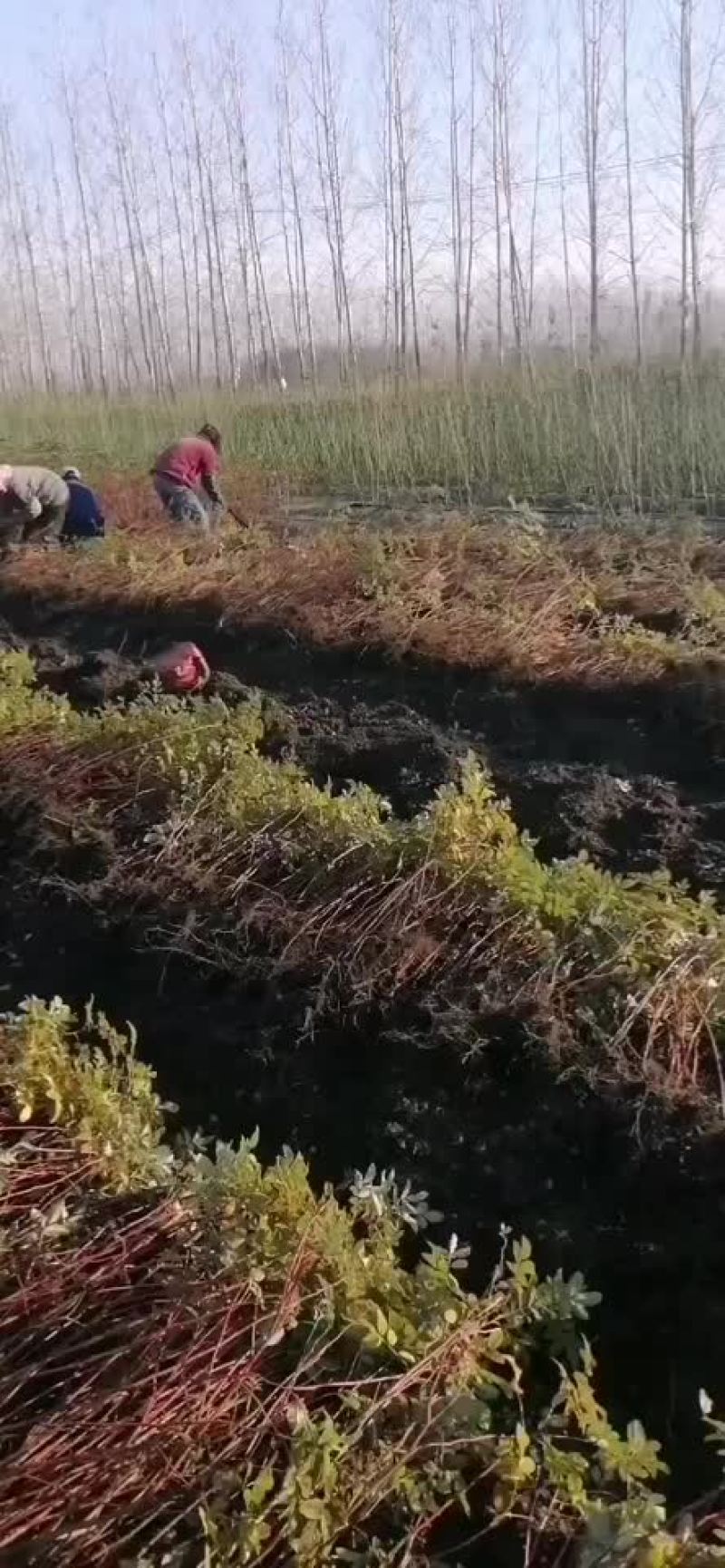 四季玫瑰