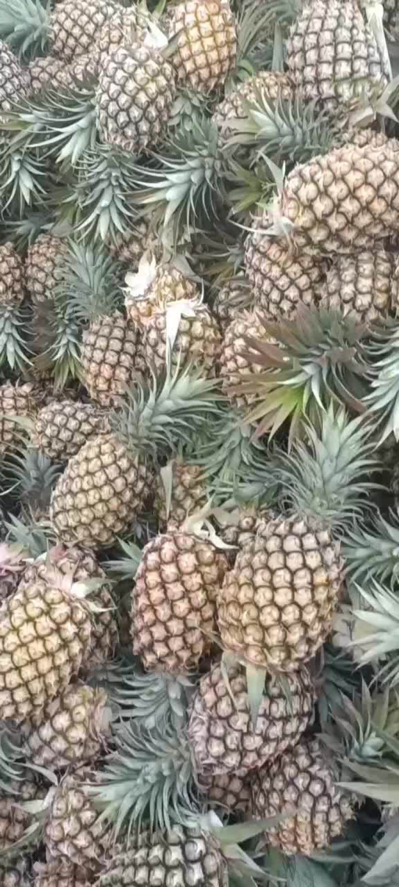菠萝海南17号金钻凤梨，16号甜蜜蜜，芒果凤梨