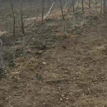 座驾打药机果园大棚喷药车乘坐式迷雾机300升药筒果树喷雾