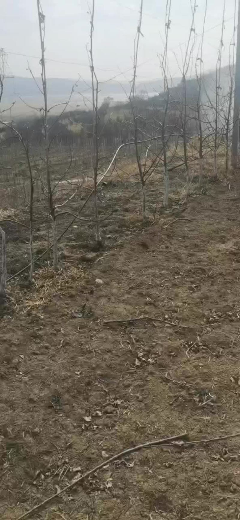座驾打药机果园大棚喷药车乘坐式迷雾机300升药筒果树喷雾