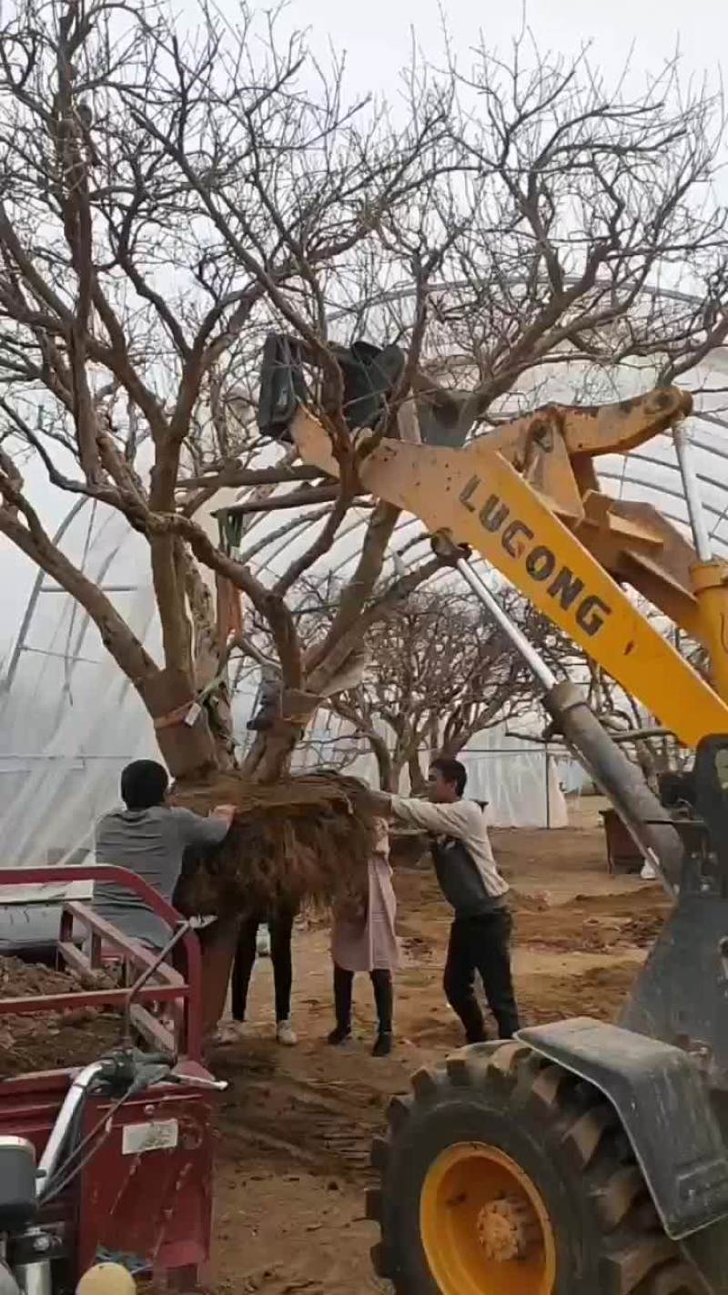 大丛生石榴树山东石榴大树