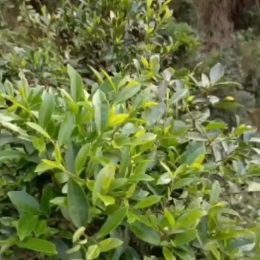 手工炒春茶