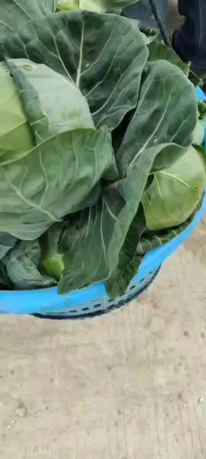 福建福清出口品种，美国进囗种，品种(宝绿)，