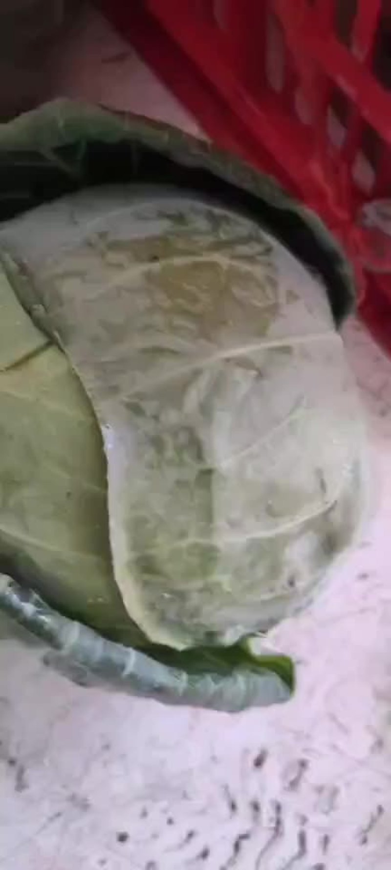福建福清出口品种，美国进囗种，品种(宝绿)，