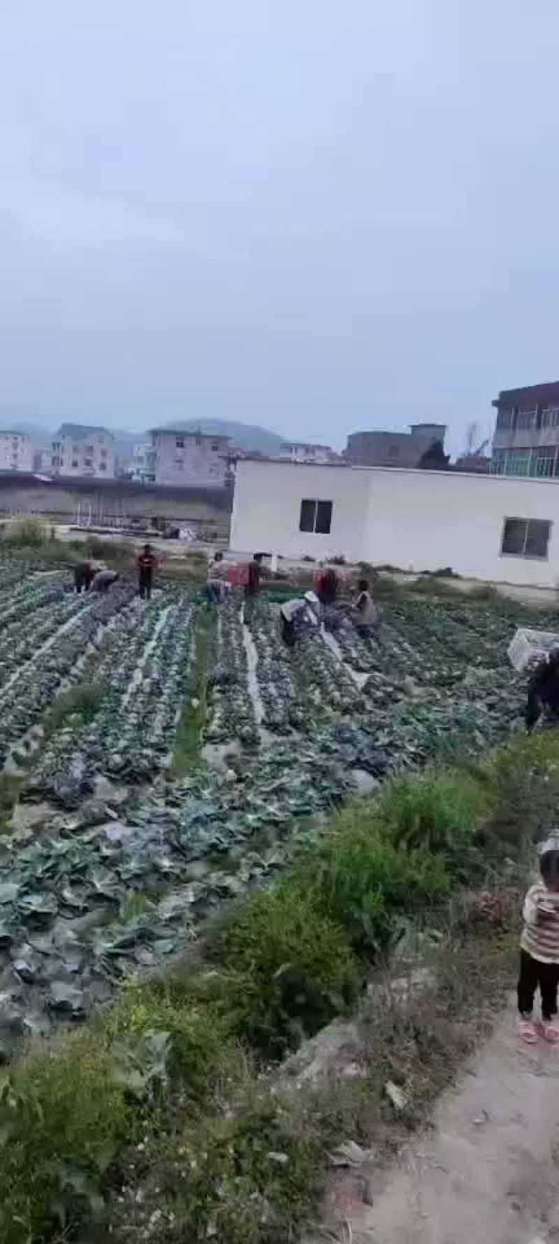 福建福清出口品种，美国进囗种，品种(宝绿)，