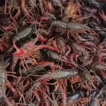 龙虾供应
