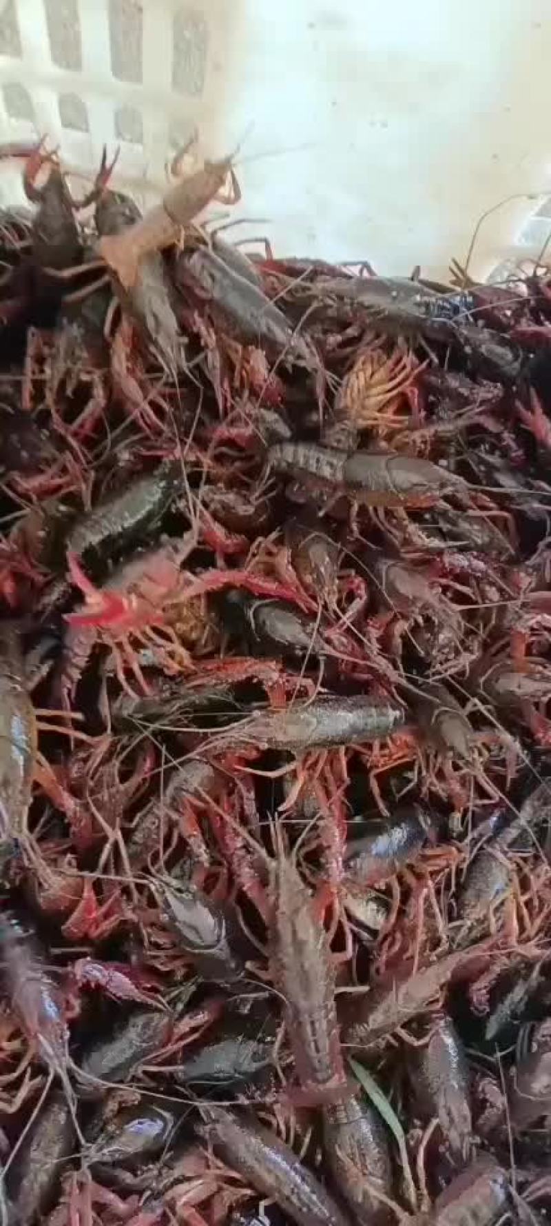 龙虾供应